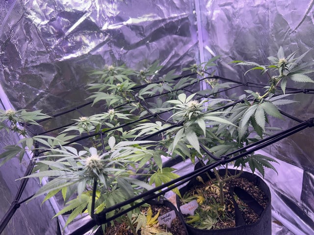 2nd grow — flower, day 104