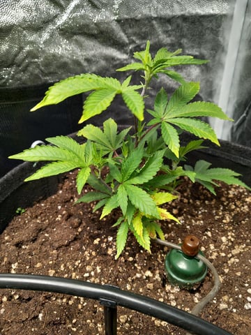 1st — vegetative, day 14