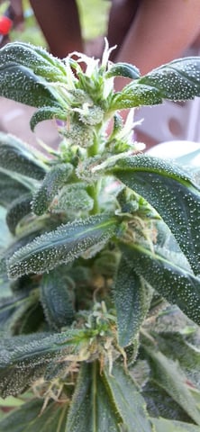 White Widow/Gorilla Glue