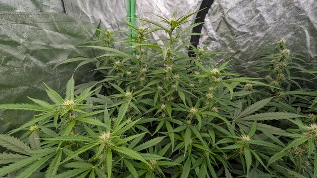 Strawberry Cheesecake Seedsman Seeds Autoflowers x2 — flower, day 59