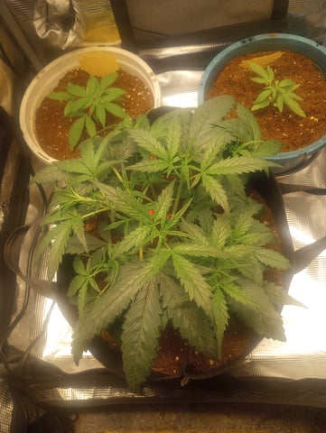 ethos — vegetative, day 6