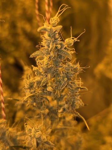 Autos AGAIN — flower, day 76