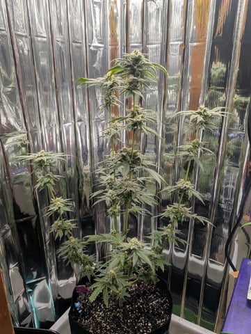 B E A utiful  — flower, day 118