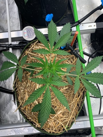 Six  — vegetative, day 31