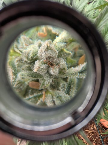 October Start — flower, day 124