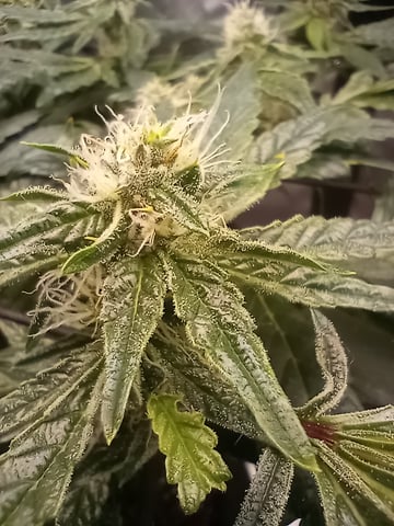 Wizard Punch first grow  — flower, day 87