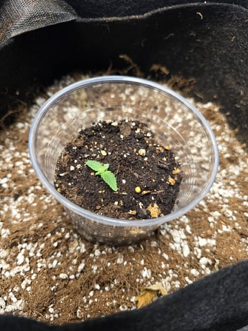 Indoor — seedling_rooting, day 22