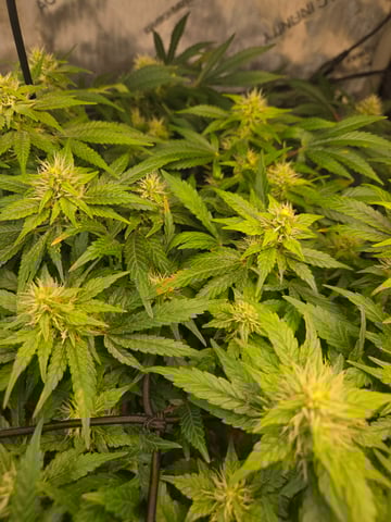 White rhino — flower, day 79