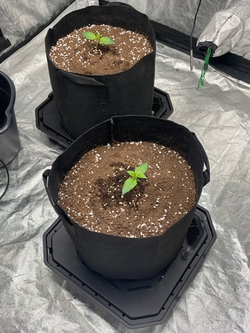1st Ever Grow (GodFather OG) (Coco) — seedling_rooting, day 12