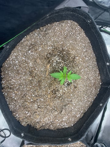 Chick n Wafflez, Big Bud Auto, Strawberry cheesecake auto — vegetative, day 15