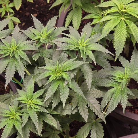 1st indoor grow 8 smaller plan t s — vegetative, day 35