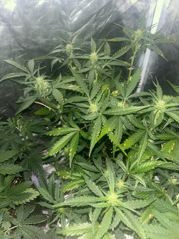 le mon cherry & GMO cookies — auto, day 1