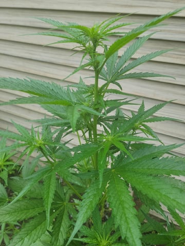Watermelon Auto — flower, day 43