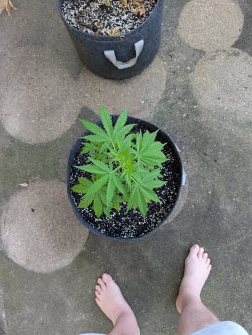 Gorilla Cookies Auto — vegetative, day 35