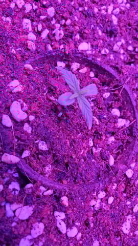 2026 Winter Indoor Grow — seedling_rooting, day 15