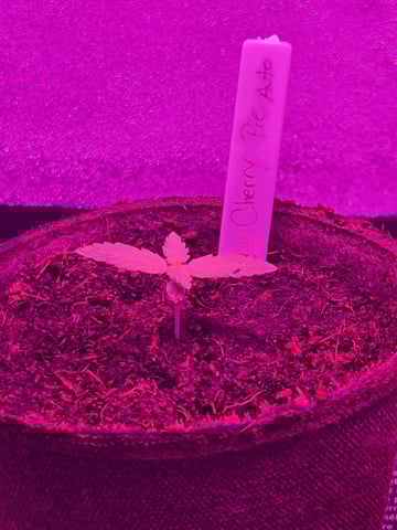 1st Ever Grow — seedling_rooting, day 16