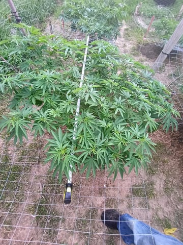 Outdoor Grow 38.52 North Latitude  — vegetative, day 1