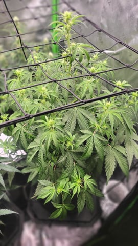 First attempt at planting some seeds — flower, day 60