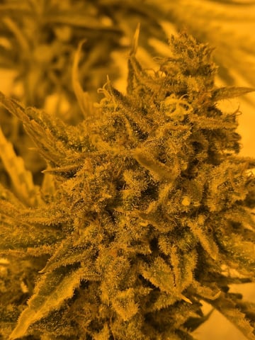 3rd Auto Grow — flower, day 115