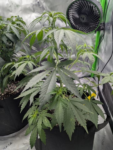 First Grow — vegetative, day 31