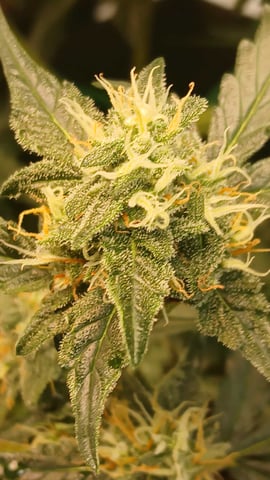 5 — flower, day 19