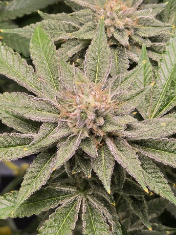 Barney's Farm - Cherry Popper — flower, day 105