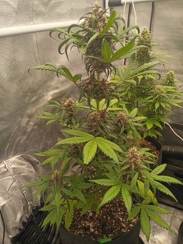FastBuds-Auto Mix Pack-Quad Mystery — flower, day 47