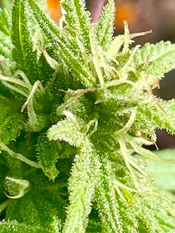 any help suggestions welcome — flower, day 25