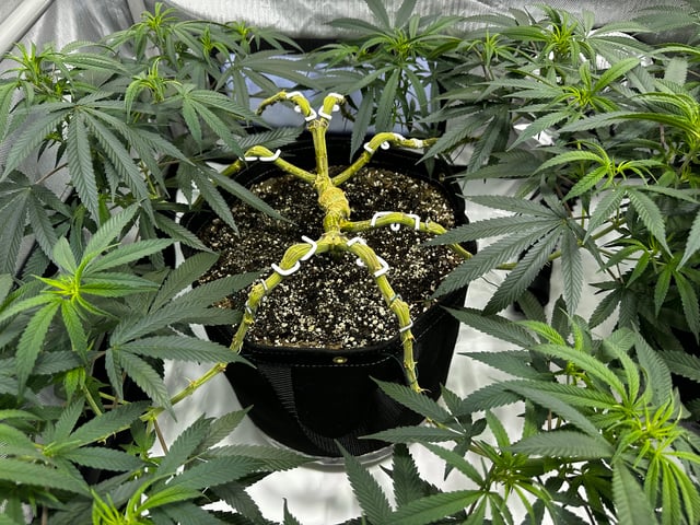 XJ-13 x Pennywise — vegetative, day 71