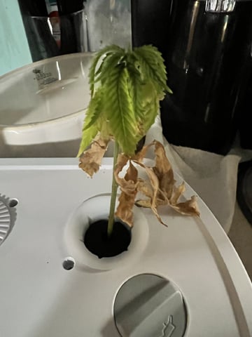 Banjo Clones — vegetative, day 23
