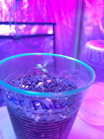 Lavender and Anesthesia Auto — seedling_rooting, day 10