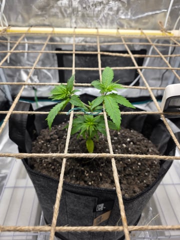 First try — vegetative, day 45