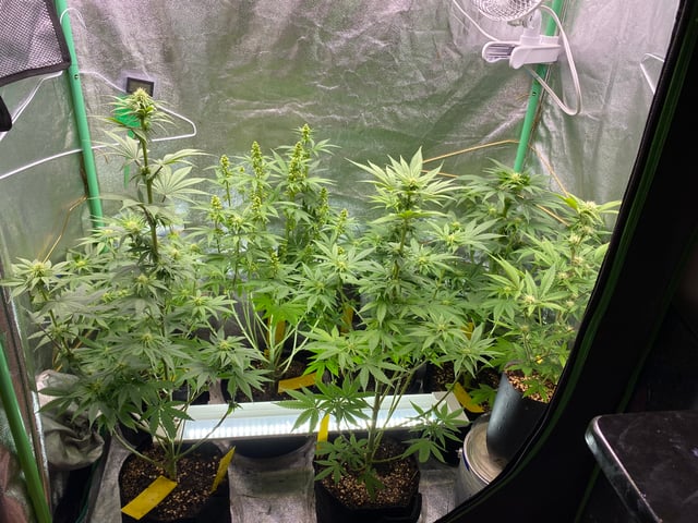 The White X Run Away Bride #3 — flower, day 63