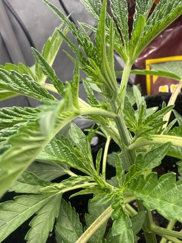 Random Seed