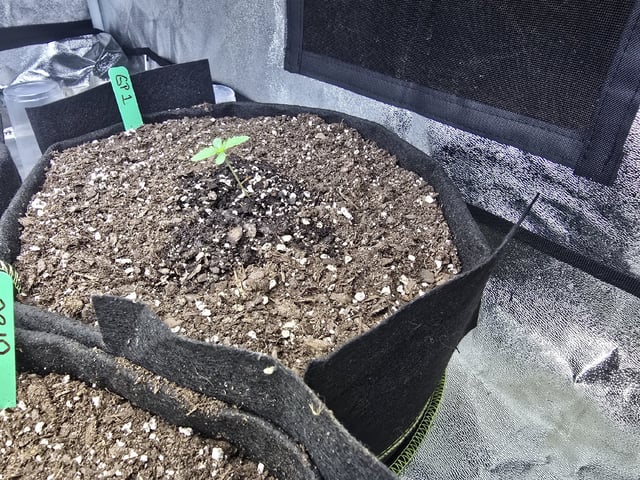 Autos AGAIN — germination, day 8