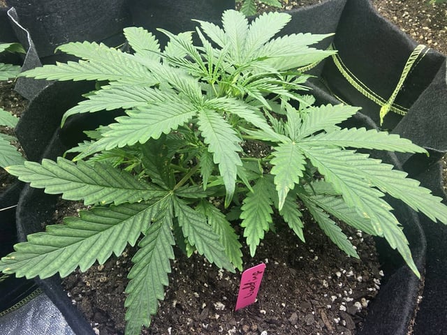 3rd Auto Grow — vegetative, day 43