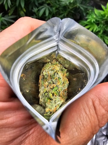 bubblegum  — harvest, day 36