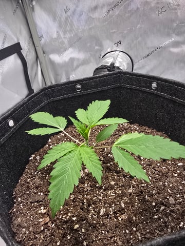 first time grow — vegetative, day 1