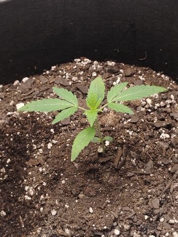 Special queen Auto — seedling_rooting, day 7