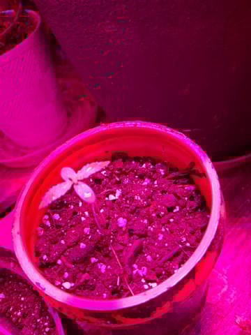 Banana  — vegetative, day 14