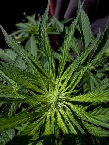 Bruce Banner ⛽️ — flower, day 72