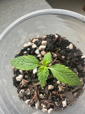 Cabana do Gato — seedling_rooting, day 16