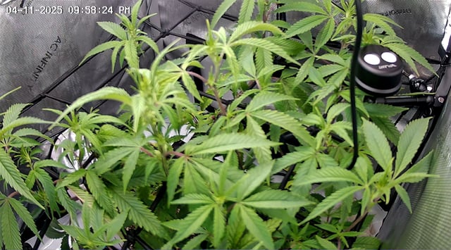 Pez Mints Breeding Session — flower, day 1