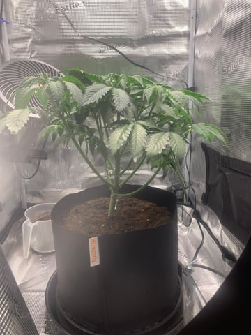 Blackberry Moonrocks (First Grow) — vegetative, day 8