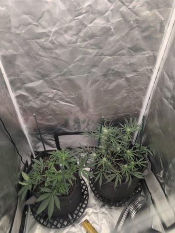 memphisto 3 bears OG, ethos high note r1 — flower, day 44