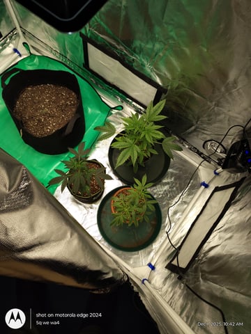 Grow Budz — seedling_rooting, day 2