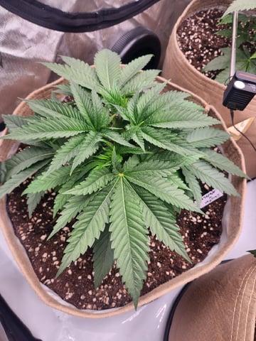 GROW 2. The Humboldt Four — vegetative, day 30