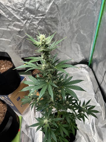 white runtz auto flower — flower, day 49