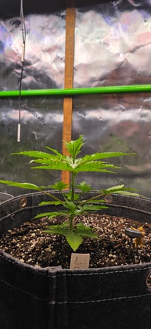 Here We Grow... — flower, day 45