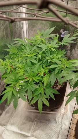 Two mystery buds — vegetative, day 88